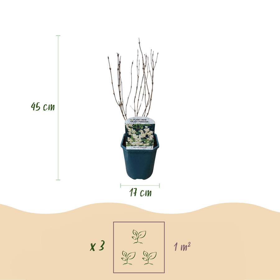 Deutzia Gracilis – 45 cm hoog (foto 3)