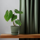 Philodendron Glorisoum - Ø12cm - ↕35cm