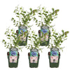 5x - Vaccinium corymbosum 'Reka' - ↨45cm - Ø13