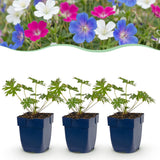 Green boutiQ - Vasteplant - Geranium Tricolour - Ooievaarsbek - Bodembedekkend - Paars - Roze - Wit - 24 Planten - Pot 11cm - Hoogte 15-25cm