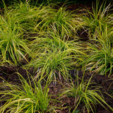 Green boutiQ - Siergrassen -Carex oshimensis Everillo - Geel - 2 Planten - Bladhoudend - Weinig Onderhoud - Pot 17cm Hoogte 50cm