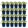 Green boutiQ - Vasteplant - Geranium 'Rozanne' - Ooievaarsbek - Bodembedekkend - Blauw - 24 Planten - Pot 11cm - Hoogte 15-25cm