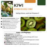 6 x Biologische kiwiplanten — 6 stuks — Ø13 cm, 20 cm hoog