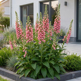 Green boutiQ - Vasteplant - Digitalis mertonensis - Vingerhoedskruid - Schaduw - Roze - 1 Plant - Pot 11cm - Hoogte 15-25cm