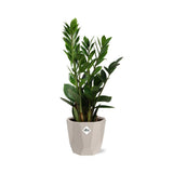 Zamioculcas – Hoogte 45-50 in ELHO b.for rock 14 cm warm grey