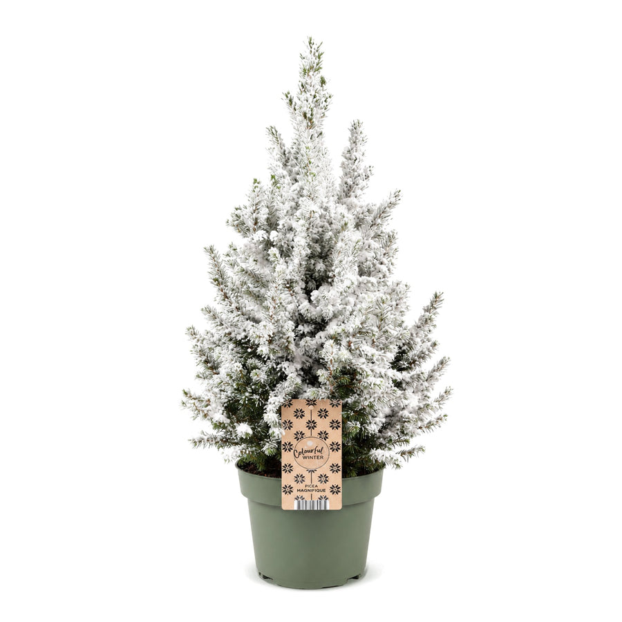 Kegelspar kerstboom besneeuwd – Pot Ø19 cm · 65 cm hoog (foto 2)