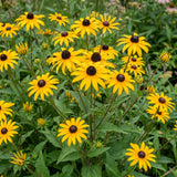 Green boutiQ - Vasteplant - Rudbeckia fulg. Goldsturm - Gele zonnehoed - Bijen- en vlinderlokkers - Geel - 12 Planten - Pot 11cm - Hoogte 15-25cm