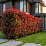 Green boutiQ - 40x Photinia fraseri Carre Rouge - Glansmispel - Haagplanten - Groenblijvend - Rood - Pot 9cm - Hoogte 25-35cm