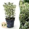 Green boutiQ - 24x Euonymus japonicus White Spire - Kardinaalsmuts - Haagplanten - Groenblijvend - Wit - Groen - Pot 9cm - Hoogte 20-30cm