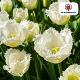 Tulpenbollen Honeymoon — witte kartelrandtulp, 20 stuks (maat 11/12)