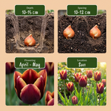 30x Tulipa My Favourite Topping - Tulp Mijn Favoriete Topping - Diversen - Voorjaarsbloeier - Bolmaat 11/12