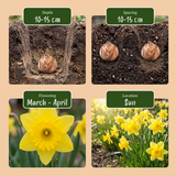 140x Narcissus Yellow - Gele narcis - Geel - Voorjaarsbloeier - Bolmaat 10/12