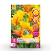 Green boutiQ - Bloembollen - Tulp Vendeeglobe - Kleur Geel - 12 stuks - Bolmaat 11/12 - XXL Pack