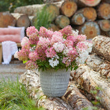 Green boutiQ - Tuinplant - Hydrangea panniculata Groundbreaker Blush - Pluimhortensia - Winterhard - Roze - 1 Plant - Pot 14cm - Hoogte 20-25cm