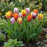 60x Tulipa Flaming Beauty Mix - Tulp Flaming Beauty Mix - Diversen - Voorjaarsbloeier - Bolmaat 11/12