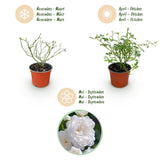Green boutiQ - Tuin Roos - Rosa White Fairy - Roos - Winterhard - Wit - 3 Planten - Pot 12cm - Hoogte Hoogte 20-25cm