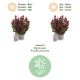 Green boutiQ - Tuinplant - Leucothoe Curly Red - Rood - 1 Plant -Groenblijvend - Weinig Onderhoud - Pot 17cm Hoogte 40cm