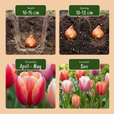 30x Tulipa Glowing with pride - Tulp Glowing with pride - Diversen - Voorjaarsbloeier - Bolmaat 11/12