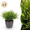 Green boutiQ - Kamerplant - Bamusa Pogonatherum Monica - Bamboegras - Huisdiervriendelijke Plant - Groen - 2 Planten - met Potter Grijs - Pot 12cm - Hoogte 20cm