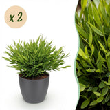 Green boutiQ - Kamerplant - Bamusa Pogonatherum Monica - Bamboegras - Huisdiervriendelijke Plant - Groen - 2 Planten - met Potter Grijs - Pot 12cm - Hoogte 20cm