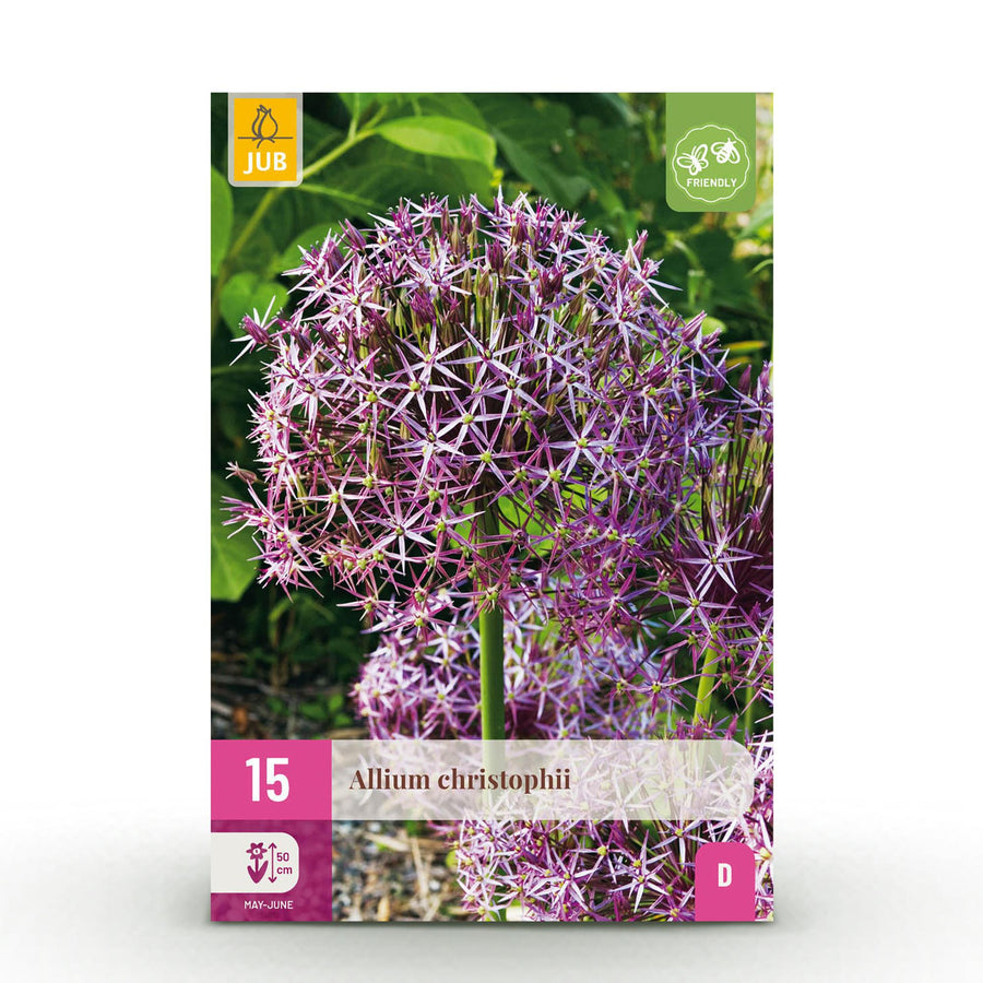 Alliumbollen Christophii — paars, 15 stuks (bolmaat 10/2)