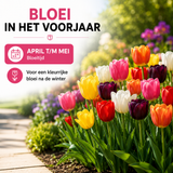 Tulpenbollen mix — 10 zakjes van 20 stuks (maat 11/12)