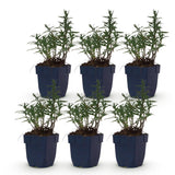 Green boutiQ - Vasteplant - Aster (D) Mittelmeer - Zeeaster - Bijen en Vlinderlokkers - Paars - 6 Planten - Pot 11cm - Hoogte 15-25cm