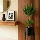 Green boutiQ - Kamerplant - Yucca elephantipes - Yucca - Weinig onderhoud - Groen - 2 - Pot 17cm - Hoogte 75cm