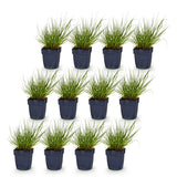 Green boutiQ - Grassen - Panicum virg. Northwind - Prairiegraan - Met Pluim - Groen - 12 Planten - Pot 11cm - Hoogte 15-25cm