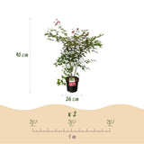 Green boutiQ - Tuinplant - Acer palmatum Beni Maiko - Japanse Esdoorn - Bladverliezend - Rood - 1 - Pot 26cm - Hoogte 90cm