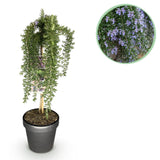 Green boutiQ - Plant op Stam - Rosmarinus officinalis Prostratus - Terras Plant - Bladhoudend - Winterhard -Paarse Bloem - Pot 19cm Hoogte 70 - 90cm