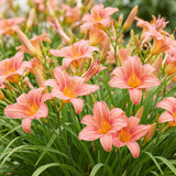 Green boutiQ - Vasteplant - Hemerocallis Pink Damask - Daglelie - Bijen en Vlinderlokkers - Roze - 24 Planten - Pot 11cm - Hoogte 15-25cm