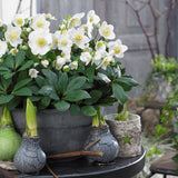 Green boutiQ - Tuinplant - Kerstroos - Helleborus Christmas Carol- Witte Bloem -2 Planten - Groenblijvend - Pot 17cm Hoogte 35cm