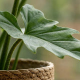 Green boutiQ - Kamerplant - Philodendron - Philodendron Lacerum - Groen - Weinig onderhoud - 1 Plant - met Mand - Pot 19cm - Hoogte 65cm