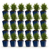 Green boutiQ - Vasteplant - Aster Tricolour - Zee Aster - Bijen en Vlinderlokkers - Paars - Roze - Wit - 24 Planten - Pot 11cm - Hoogte 15-25cm