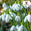 Sneeuwklokjes (Galanthus) — 30 bollen