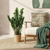 Green BoutiQ - Green is... Kamerplanten - Zamioculcas - ZZ-plant - Weinig onderhoud - Groen - 1 Plant - Pot 21cm - Hoogte 80-90cm