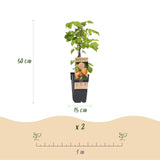 Green boutiQ - Fruitplant - Rubus idaeus Fallgold - Frambozenplant - Winterhard - Gele Framboos - 2 Planten - Pot 15cm - Hoogte 50cm
