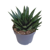Gasteria 'd Due 17cm