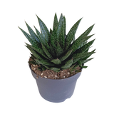 Gasteria 'd Due 17cm