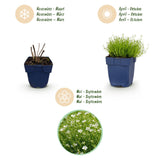 Green boutiQ - Vasteplant - Sagina subulata - Vetmuur - Rotsplanten - Wit - 24 Planten - Pot 11cm - Hoogte 15-25cm