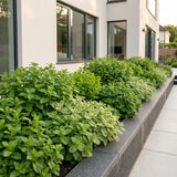 Green boutiQ - Borderpakket - Thee kruiden - 24 Vaste planten - 3 m2 - Diversen kleuren - Weinig Onderhoud - Pot 11cm