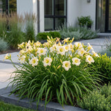 Green boutiQ - Vasteplant - Hemerocallis Arctic Snow - Daglelie - Bijen en Vlinderlokkers - Creme - 24 Planten - Pot 11cm - Hoogte 15-25cm