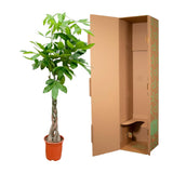Pachira Aquatica - 100cm - ø21cm