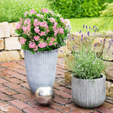 Green boutiQ - Dwerg Rhododendron - Rhododendron Bloombux Magenta - Bloeiende Buxus - Weinig Onderhoud - Roze Bloem - 2 Planten - Pot 17cm - Hoogte 30-40cm