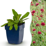 Green boutiQ - Vasteplant - Knautia macedonica - Beemdkroon - Bijen- en vlinderlokkers - Donker Rood - 24 Planten - Pot 11cm - Hoogte 15-25cm