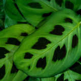Green boutiQ - Kamerplant - Maranta Fascinator Kerchoveana - Zebraplant - Huisdiervriendelijke Plant - Groen - 4 Planten - met Potter Grijs - Pot 12cm - Hoogte 25cm
