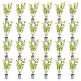 Green boutiQ - 24x Ligustrum ovalifolium Aureum - Bontbladige Liguster - Haagplanten - Groenblijvend - Bont - Pot 9cm - Hoogte 35-45cm