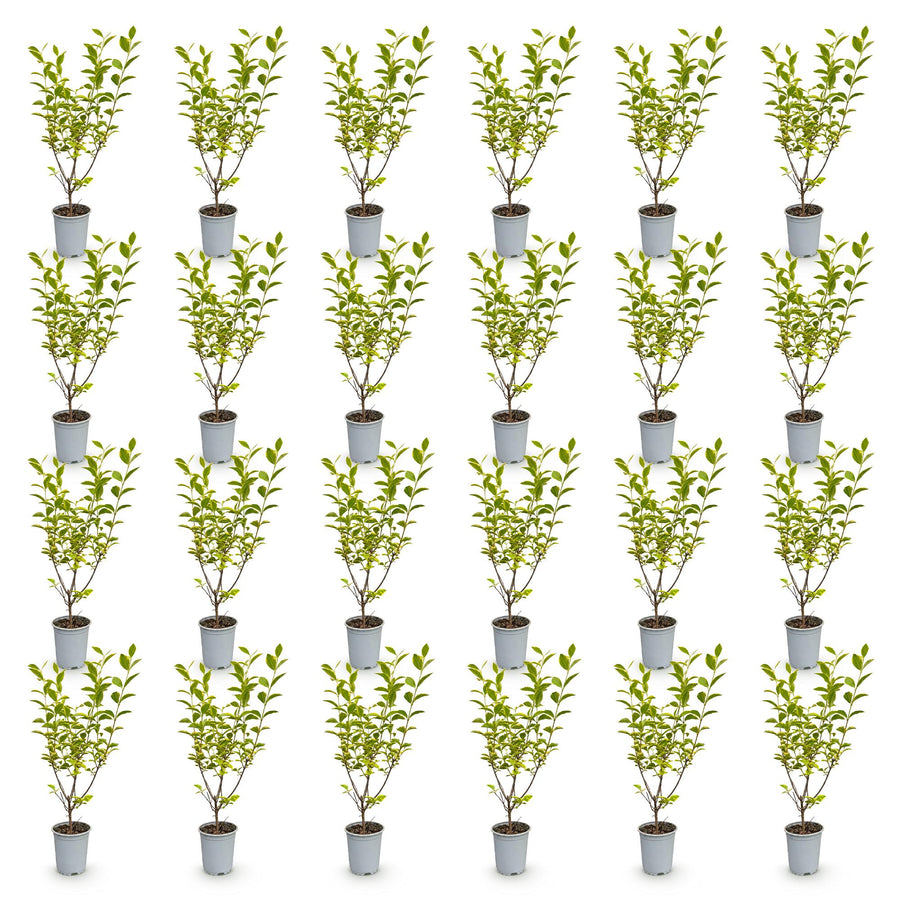Ligustrum ovalifolium Aureum — Ligusterhaag, 24 stuks, 35-45 cm
