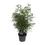 Fargesia Rufa - Woekerende Bamboe - Ø23cm - ↕95cm